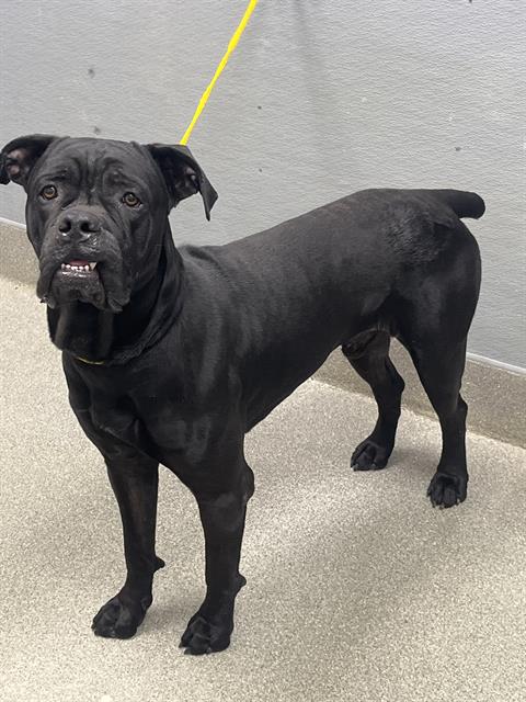 Shelter Stray Male Dog last seen Near BLOCK FREE BIRD CREST AVE, NORTH LAS VEGAS NV 89081, 655 N Mojave Rd, Las Vegas, NV 89101, USA