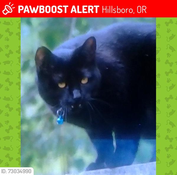 Lost Female Cat last seen SE 68th ct, Hillsboro, OR 97123
