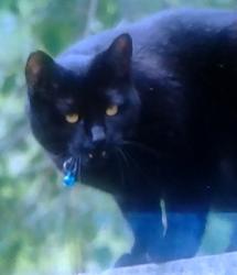 Lost Female Cat last seen SE 68th ct, Hillsboro, OR 97123
