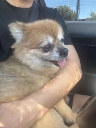 Found/Stray Unknown Dog last seen Pinetree/ Oakmount, Rio Rancho, NM 87124