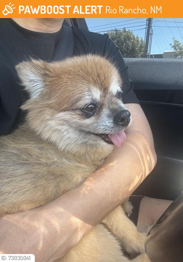 Found/Stray Unknown Dog last seen Pinetree/ Oakmount, Rio Rancho, NM 87124