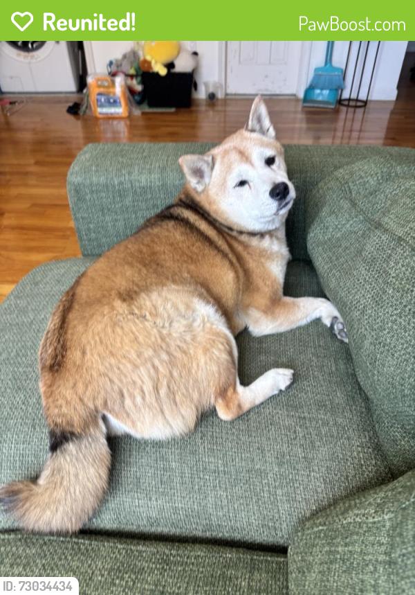 Reunited Male Dog last seen Near 73rd St, Brooklyn, NY 11204, USA, Brooklyn, NY 11204