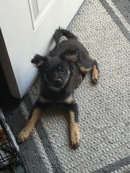 Found/Stray Male Dog last seen Whittier Narrows Park, South El Monte, CA 91733