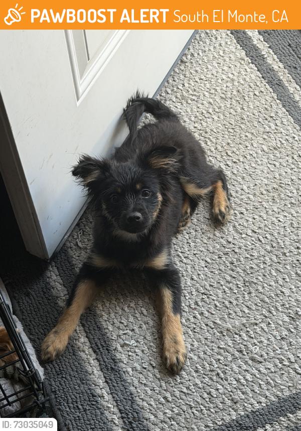Found/Stray Male Dog last seen Whittier Narrows Park, South El Monte, CA 91733