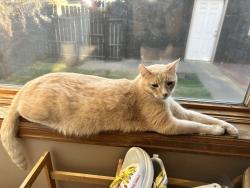 Reunited Male Cat last seen Ogden and Alameda, Denver, CO 80209
