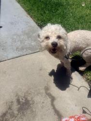 Reunited Male Dog last seen Found near 711 on Jurupa and magnolia , Riverside, CA 92502