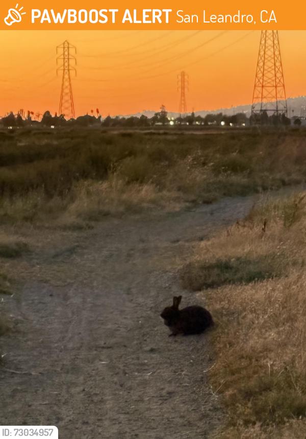 Found/Stray Unknown Rabbit last seen Heron Bay Trail at the end of Lewelling Blvd, San Leandro, CA 94579