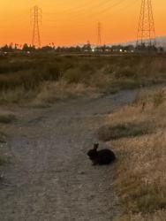 Found/Stray Unknown Rabbit last seen Heron Bay Trail at the end of Lewelling Blvd, San Leandro, CA 94579