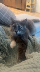 Lost Female Cat last seen Old Stockton rd oakdale, Oakdale, CA 95361