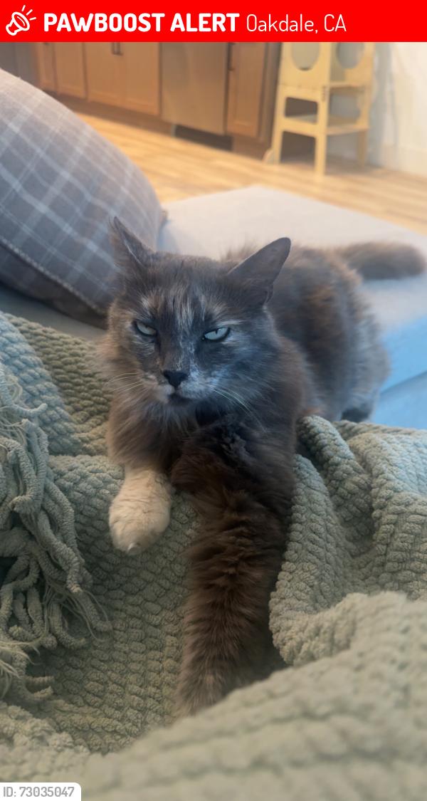 Lost Female Cat last seen Old Stockton rd oakdale, Oakdale, CA 95361