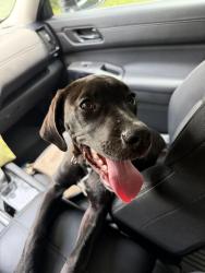 Found/Stray Female Dog last seen Harbins rd, Norcross, GA 30093