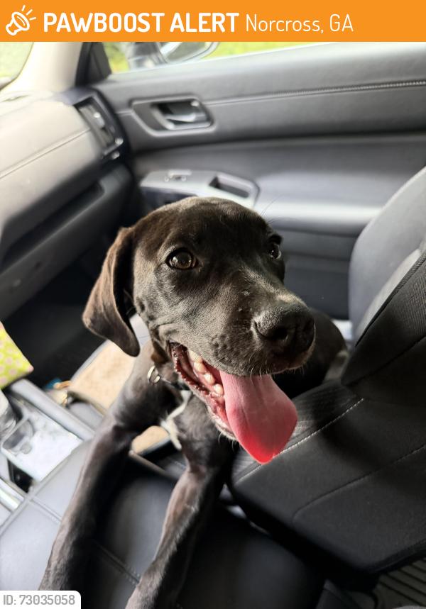Found/Stray Female Dog last seen Harbins rd, Norcross, GA 30093