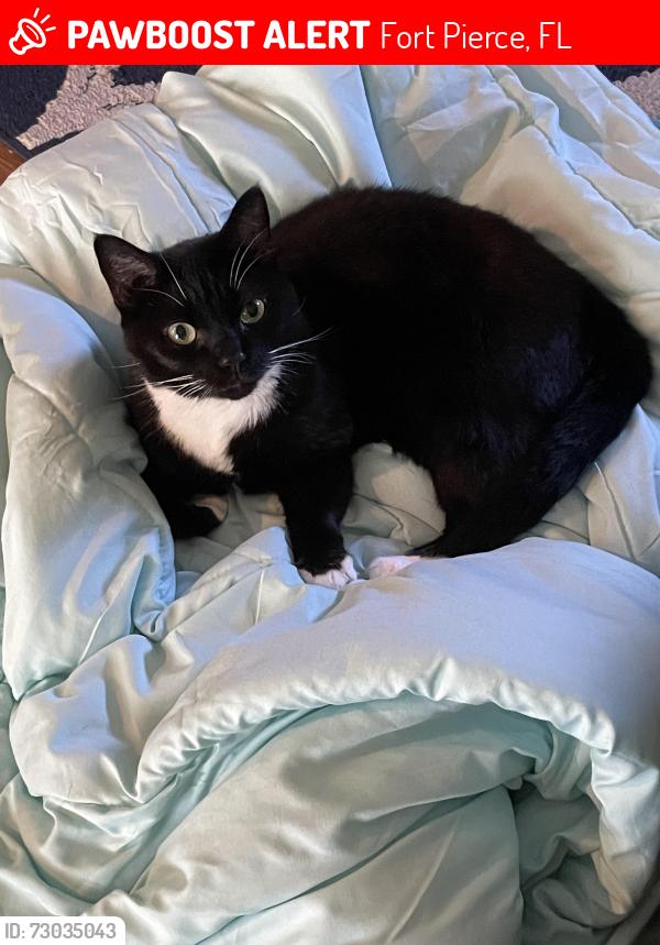 Lost Female Cat last seen Silver Oak Dr and Howard st , Fort Pierce, FL 34982