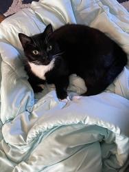 Lost Female Cat last seen Silver Oak Dr and Howard st , Fort Pierce, FL 34982