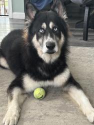 Lost Male Dog last seen Willow st, Long Beach, CA 90815
