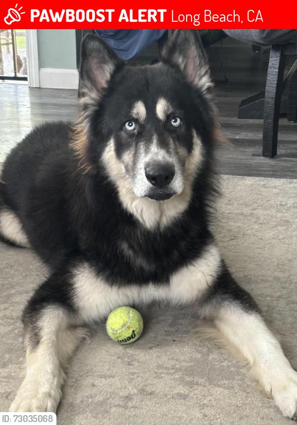 Lost Male Dog last seen Willow st, Long Beach, CA 90815