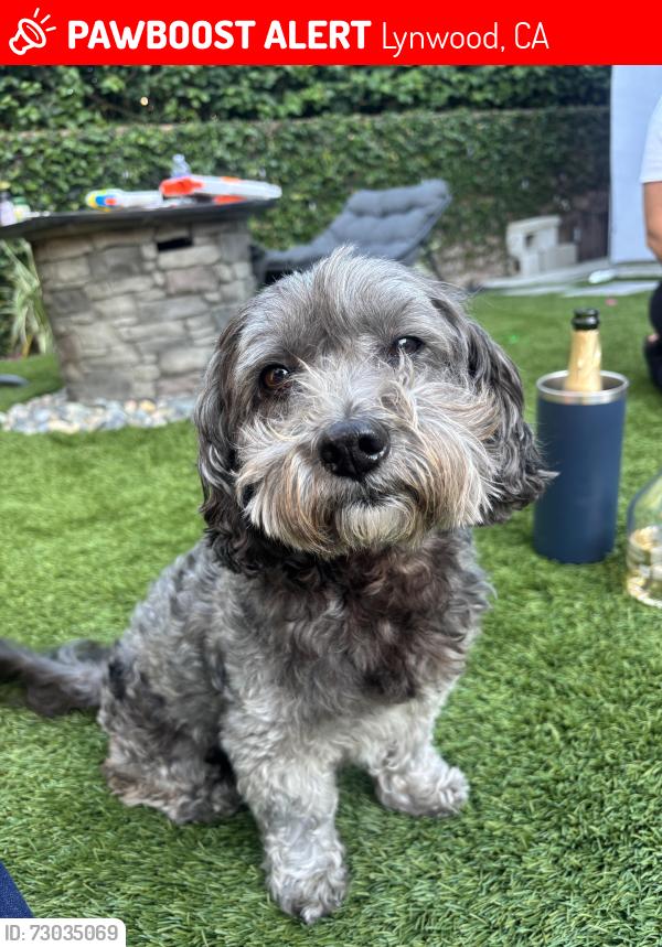 Lost Male Dog last seen Imperial and Atlantic, Lynwood, CA 90262