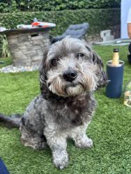Lost Male Dog last seen Imperial and Atlantic, Lynwood, CA 90262