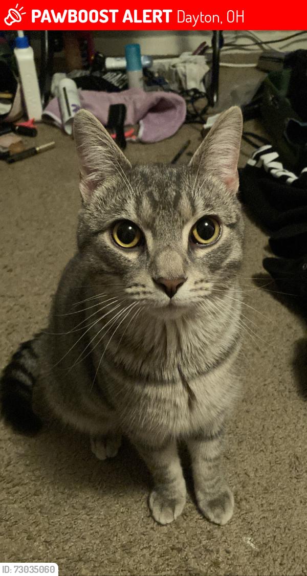 Lost Male Cat last seen smithville, patterson, forrer, tabor, Dayton, OH 45420