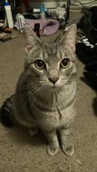 Lost Male Cat last seen smithville, patterson, forrer, tabor, Dayton, OH 45420