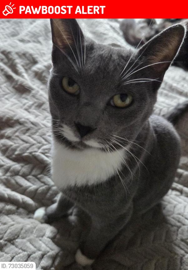 Lost Female Cat last seen Red street southfleet , Southfleet, England DA13