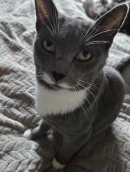 Lost Female Cat last seen Red street southfleet , Southfleet, England DA13