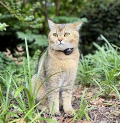 Lost Male Cat last seen Castle Abby and Dixie Glenn drive in Charlotte nc , Charlotte, NC 28277