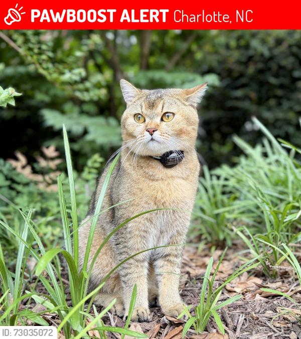 Lost Male Cat last seen Castle Abby and Dixie Glenn drive in Charlotte nc , Charlotte, NC 28277