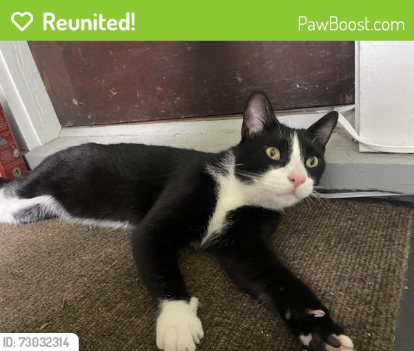 Reunited Unknown Cat last seen Near 626 Alamo Ave (Greenway and Alamo), Knoxville, TN 37902