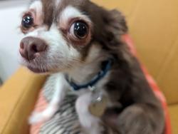 Lost Female Dog last seen 3rd Street SE, Auburn, WA 98002