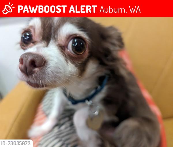 Lost Female Dog last seen 3rd Street SE, Auburn, WA 98002