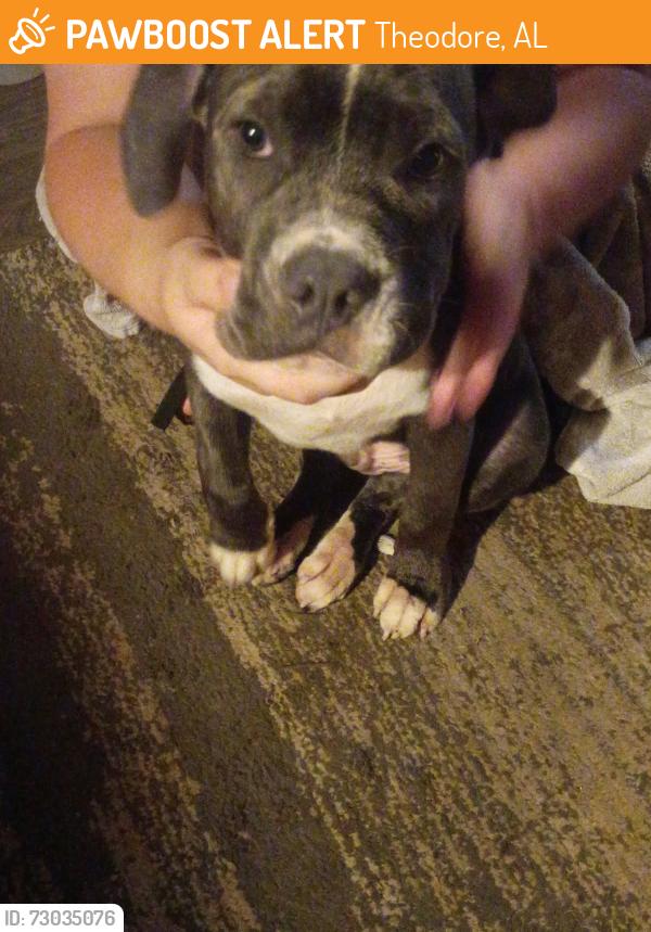 Found/Stray Male Dog last seen Old pascagoula, Theodore, AL 36582