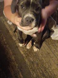 Found/Stray Male Dog last seen Old pascagoula, Theodore, AL 36582