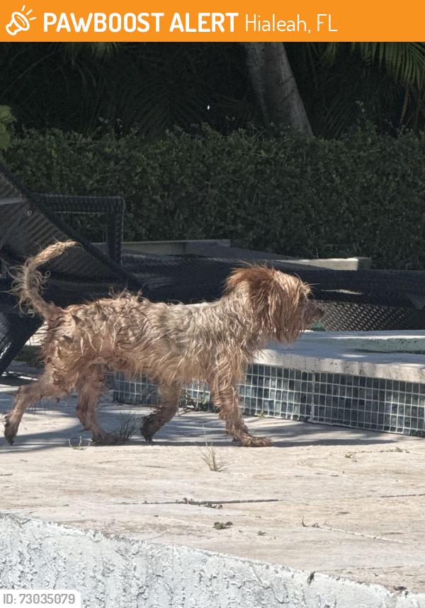 Found/Stray Male Dog last seen W 6th Ave, Hialeah, FL 33012