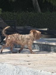 Found/Stray Male Dog last seen W 6th Ave, Hialeah, FL 33012