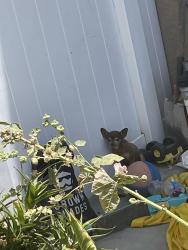 Reunited Unknown Dog last seen Corte San Luis perris ca , Perris, CA 92571