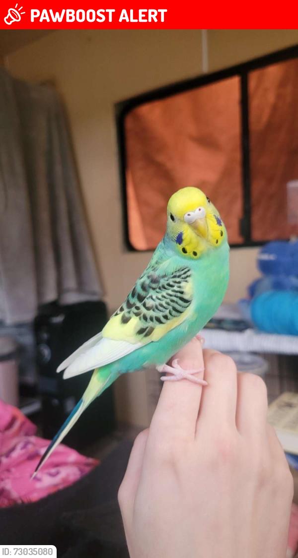 Lost Female Bird last seen Refuge Church Drive and Old Mountain Road, Randolph County, NC 27370