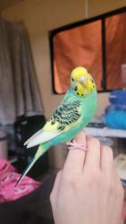Lost Female Bird last seen Refuge Church Drive and Old Mountain Road, Randolph County, NC 27370