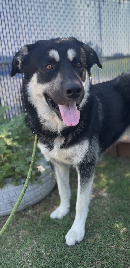 Shelter Stray Male Dog last seen Near OHIO GARDEN RD, North District, TX, 355 Hillshire Dr, Haslet, TX 76052, USA
