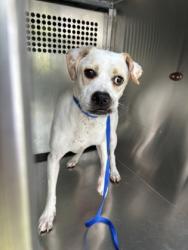 Shelter Stray Male Dog last seen Near PARKVIEW HILLS LN, North District, TX, 355 Hillshire Dr, Haslet, TX 76052, USA