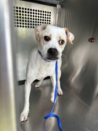 Shelter Stray Male Dog last seen Near PARKVIEW HILLS LN, North District, TX, 355 Hillshire Dr, Haslet, TX 76052, USA