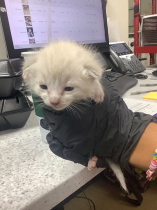 Shelter Stray Female Cat last seen Near FIREFLY DR, North District, TX, 355 Hillshire Dr, Haslet, TX 76052, USA