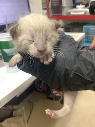 Shelter Stray Male Cat last seen Near FIREFLY DR, North District, TX, 355 Hillshire Dr, Haslet, TX 76052, USA