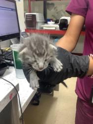Shelter Stray Male Cat last seen Near FIREFLY DR, North District, TX, 355 Hillshire Dr, Haslet, TX 76052, USA