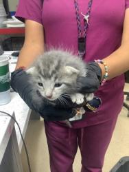 Shelter Stray Female Cat last seen Near FIREFLY DR, North District, TX, 355 Hillshire Dr, Haslet, TX 76052, USA