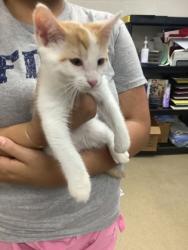 Shelter Stray Male Cat last seen Near ELAINE PL, North District, TX, 355 Hillshire Dr, Haslet, TX 76052, USA