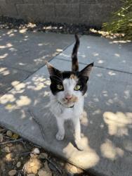 Found/Stray Unknown Cat last seen Golf links road near Oakland Zoo, Oakland, CA 94605