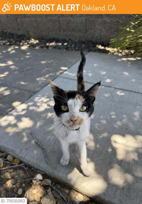Found/Stray Unknown Cat last seen Golf links road near Oakland Zoo, Oakland, CA 94605