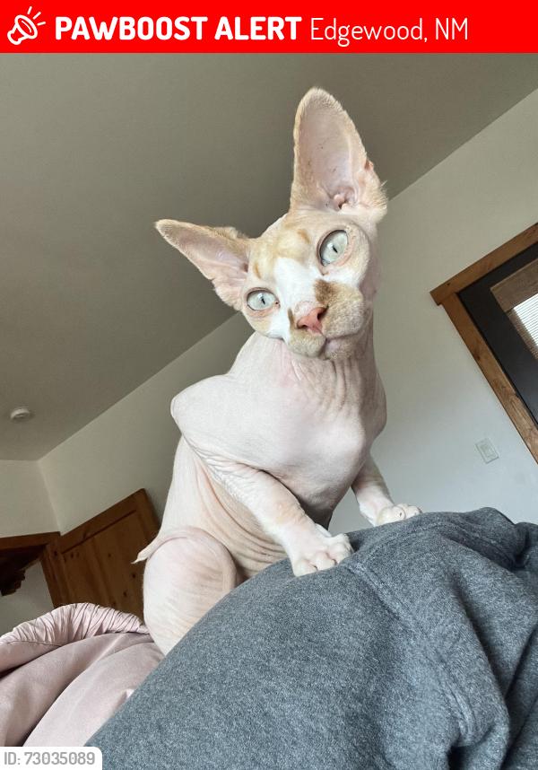 Lost Male Cat last seen Near quarter moon hill rd, 87015, Edgewood, NM 87015