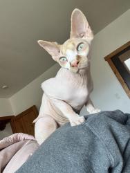Lost Male Cat last seen Near quarter moon hill rd, 87015, Edgewood, NM 87015